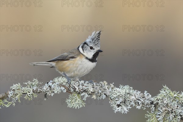 Crested tit