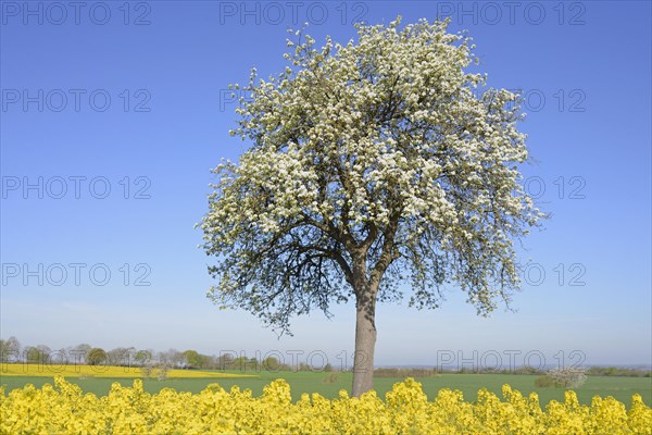 Solitary tree