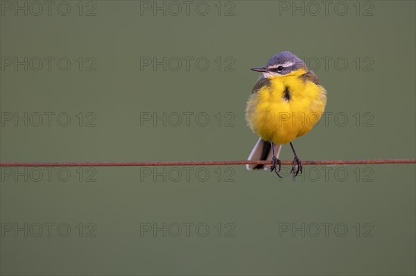 Yellow Wagtail