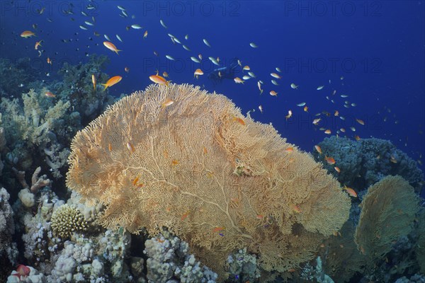 Giant sea fan