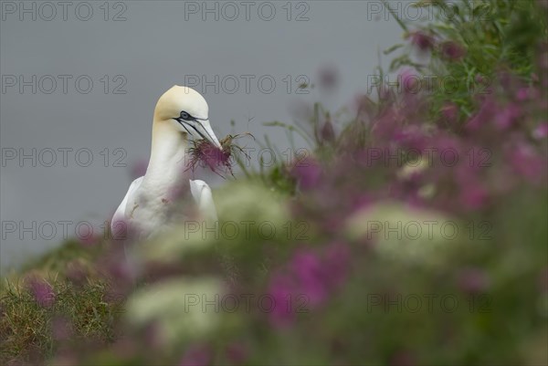 Northern gannet