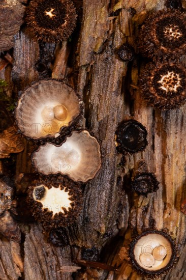 Striped Teuerling some bowl-shaped dark brown opened and closed fruiting bodies with brownish spore containers on tree trunk