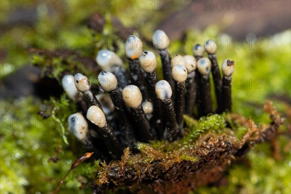 Conidia black cup secondary fruit form several black rough stems and egg-shaped milk-white heads next to each other on tree stump with green moss