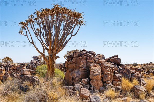 Quiver tree