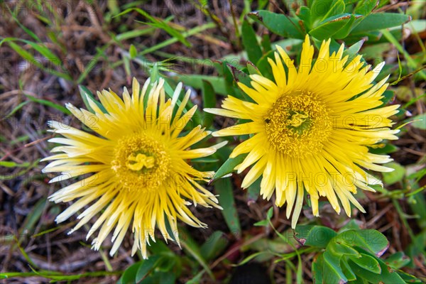 Midday flower