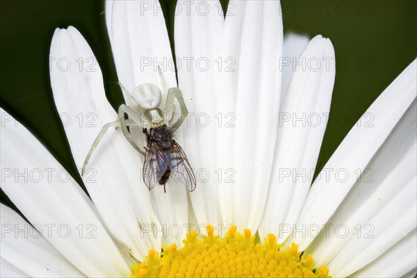 Goldenrod crab spider