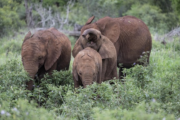 African elephant