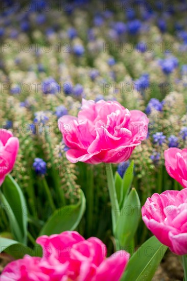 Blooming beautiful colorful natural flowers in view