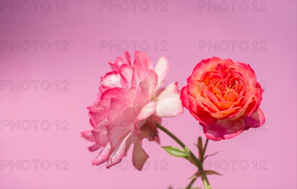 Blooming beautiful colorful rose on colorful background