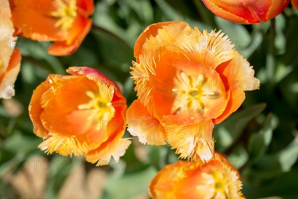 Colorful tulip flowers bloom in the spring garden