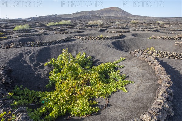 Vineyards in front of the Juan Bello Volcano