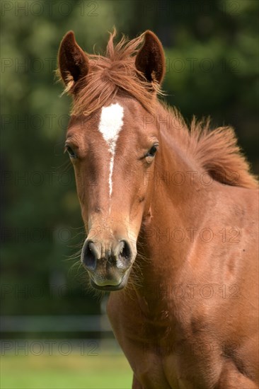 Foal of the Western horse breed American Quarter Horse in the pasture