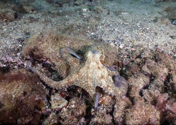 Common octopus