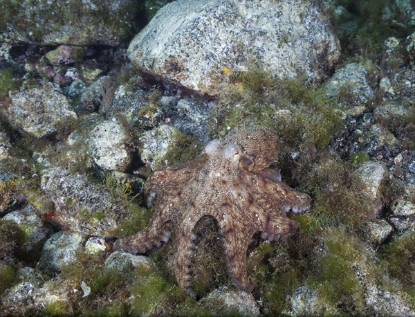 Common octopus