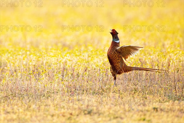 Pheasant