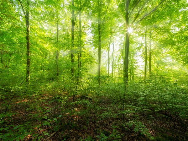 Near-natural beech forest with natural regeneration