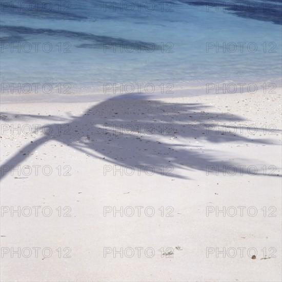 Eine Kokospalme wirft ihren Schatten auf den weissen Sandstrand