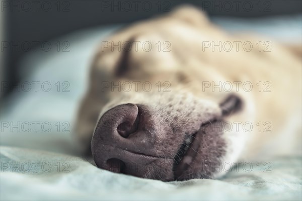 Close-up of the muzzle of a dog sleeping on the bed. A greyhound sleeping peacefully. Pet life. Selective focus
