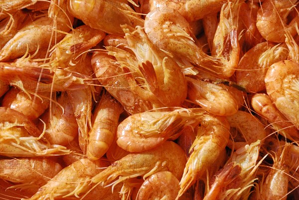 Common Shrimp