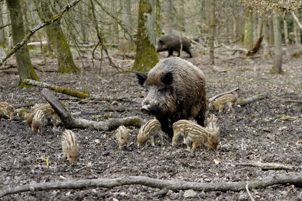 Wild boar