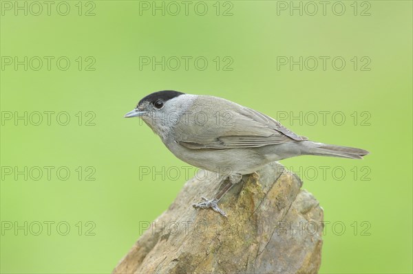 Blackcap