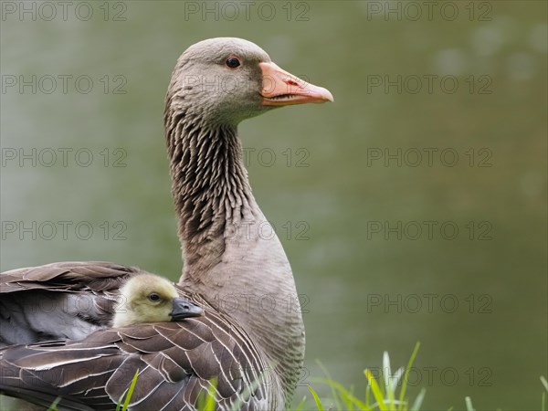 Greylag goose