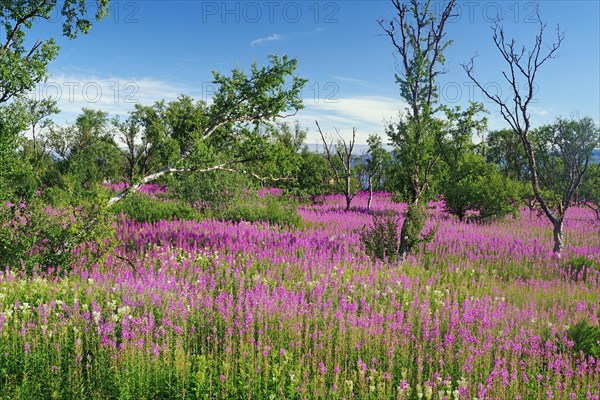 Narrow-leaved willowherbs cover the ground in bloom and in huge quantities