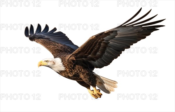 American bald eagle in flight isolated on a white background