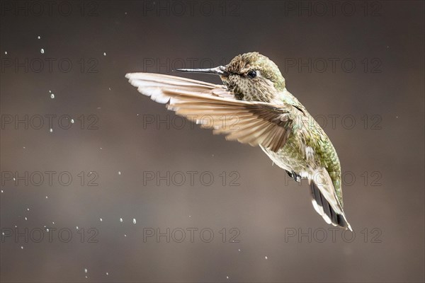 Beautiful immature male anna's hummingbird in flight