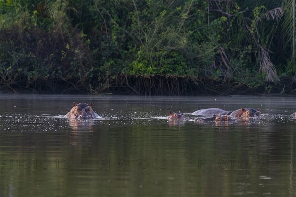 Hippos bathing in the River Gambia National Park