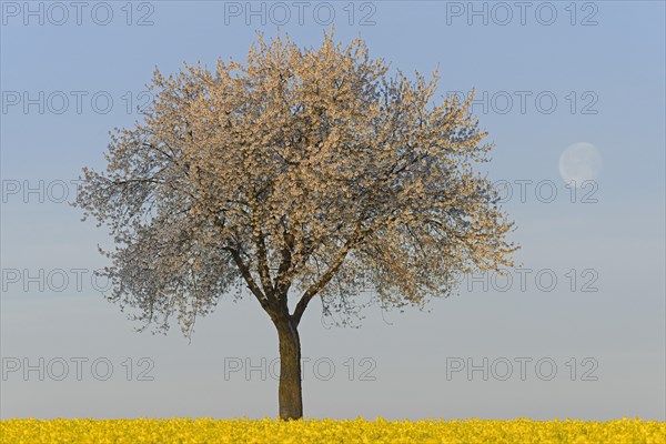 Solitary tree