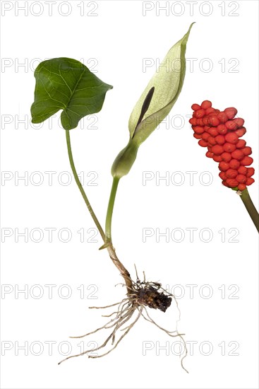 Common arum