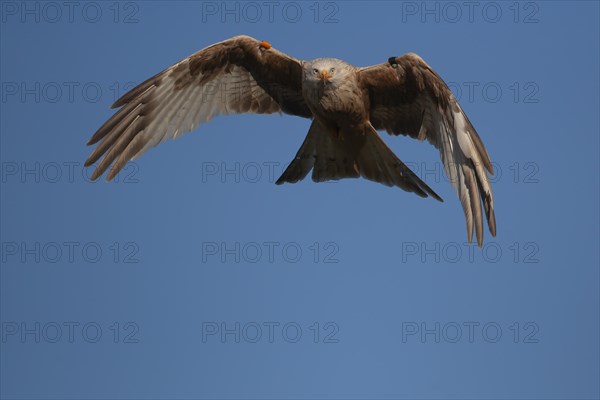 Red kite