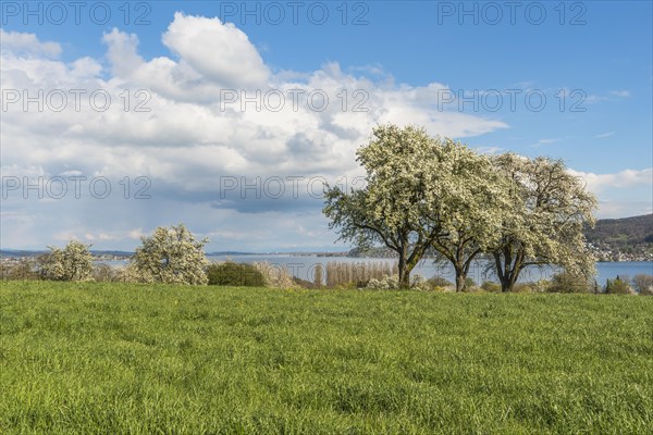 Flowering fruit trees on the Hoeri peninsula with a view of Lake Constance