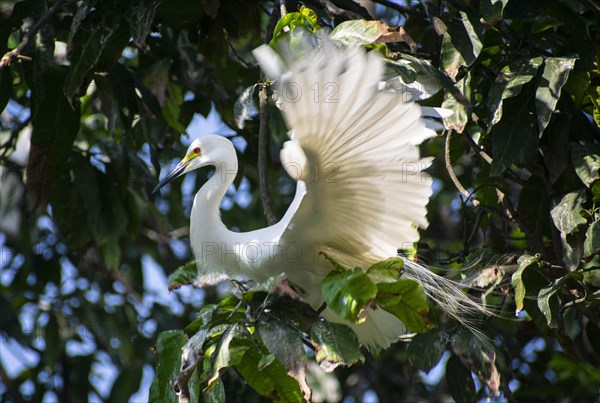 Great egret perches on a tree branch on the banks of the Brahmaputra River