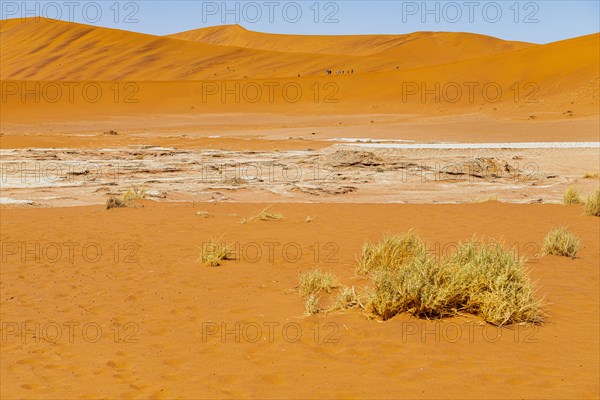 Red Sand Dunes