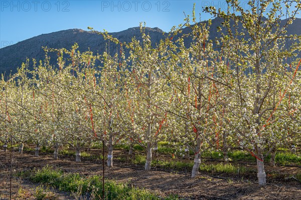 Pear plantation along the R 303 road