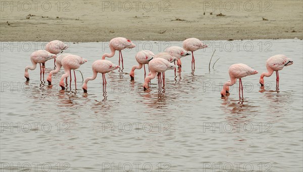 Lesser Flamingos