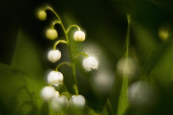 Lily of the valley