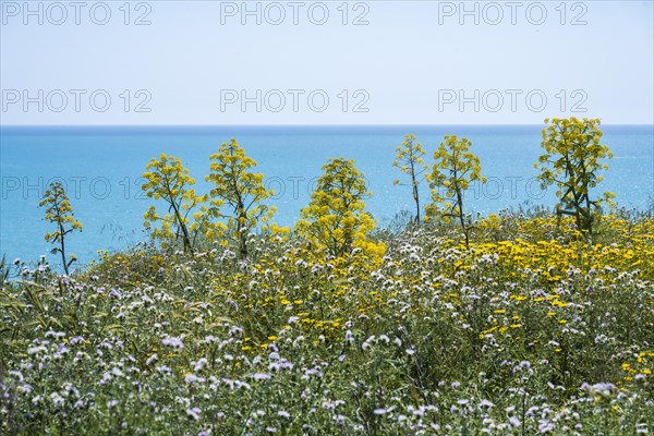 Flowering wild fennel on the coast