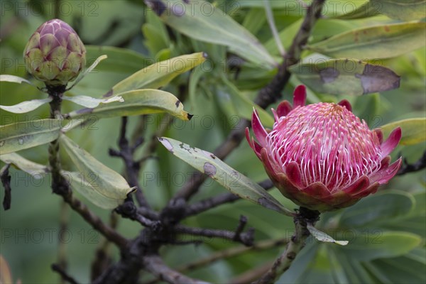 Protea