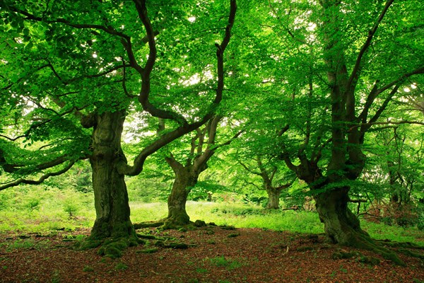 Gnarled old beech trees in spring