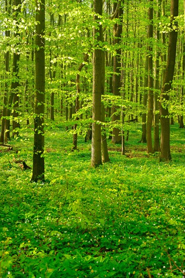 Sunny untouched natural beech forest in spring