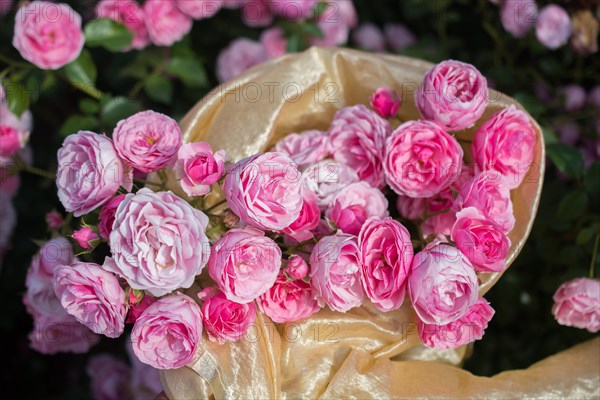 Blooming beautiful bunch of roses in spring garden