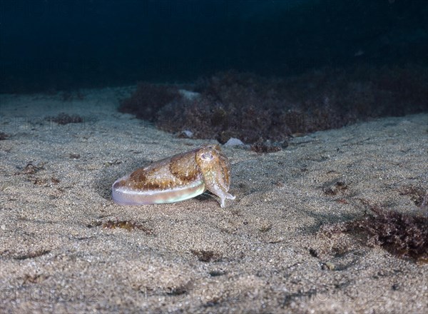 Common cuttlefish