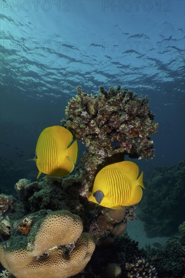 Pair of bluecheek butterflyfish