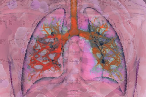 Illustration of the lungs