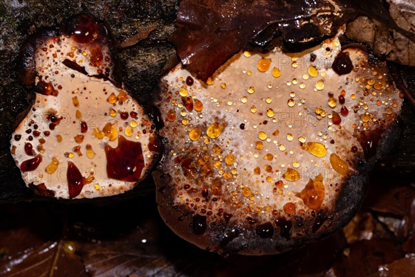 Tree sponge two fruiting bodies with red and yellow guttation drops next to each other on tree trunk