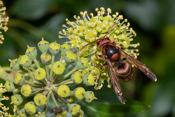 Hornet sitting on ivy flower sucking from behind