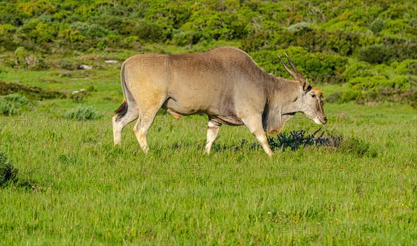 Common eland